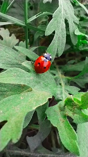 4.6K views · 998 reactions | The beautiful world of beautiful ladybug 鱗☘️ . . . #ladybug #ladybird #shorts @topfans | Beekeepers Life | Facebook