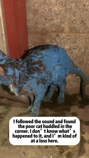 Fulll viideo here👎👎 https://dogs.khoaluantotnghiep.net/4210/11/ M0911016 kitten was covered in paint, after cleaning,it turned out to part1 See part 2 in the comments below.👇👇 | Indolore