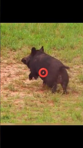 Epic Wild Boar Bow Hunting | Perfect Archery Shot#animals #shortvideo #videos #virl #relvideo
