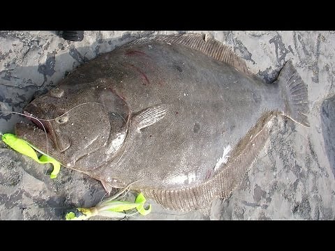 Inlet Flounder Fishing - 6-pound Fluke on the Rocks