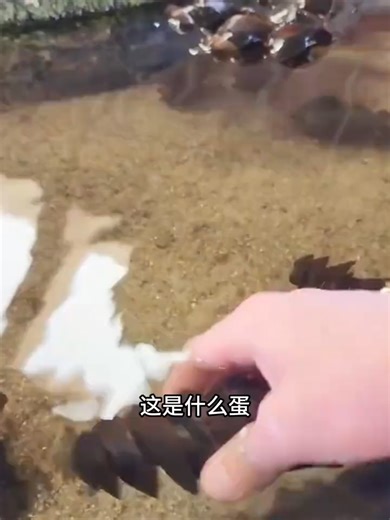 动物卵的奇妙世界