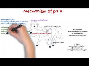 Mechanism of pain - Vet students