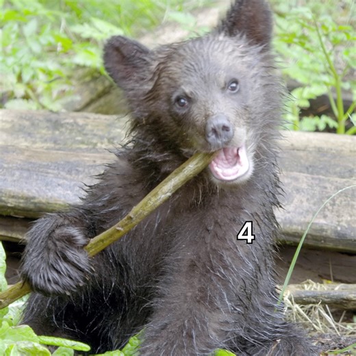 56K views · 1K reactions | Our bestie definitely gives baby elephant energy  | National Geographic Animals | Facebook