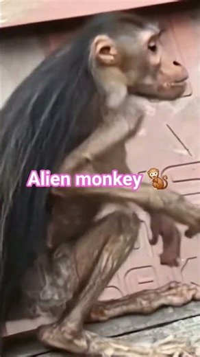 alien monkey