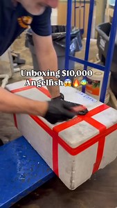 5.8K views · 1.2K reactions | The Holy Grail Tiger Angelfish勞 Look at this TRIO! It’s insanely rare to find them at this size! A true collector’s dream Now available at NYAquatic  Get this trio for 10k while they you still can…. #TigerAngelfish #HolyGrailFish #RareAngelfish #MarineFish #SaltwaterAquarium #AquariumHobby #ReefTank #NYAquatic #RareFish #CollectorsFish | NYAquatic | Facebook