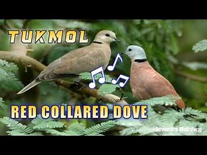huni ng red collared dove/ effective wild dove call