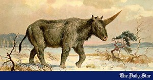 Scientists may have discovered the fossilised skull of a ‘Siberian unicorn’