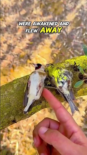 Birds sleeping on tree branches, wake them up and see what happens!! #animals #wildlife #facts
