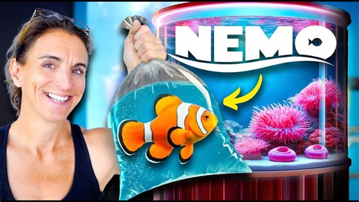 I bought 40 Nemo fish for my new aquarium!