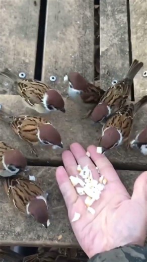 Tree Sparrows Feed From My Hand After Years of Trust: Would You Try This?