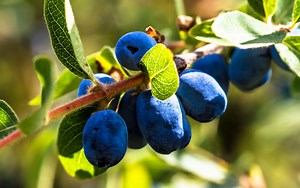 Meet Honeyberry: A Blueberry-Like Fruit Full of Antioxidants