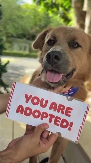 This street dogs dreams came true this Christmas 🥰 #dogrescue