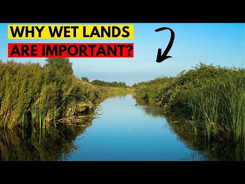 Why Wetlands Are Important: The Key to a Healthy Planet
