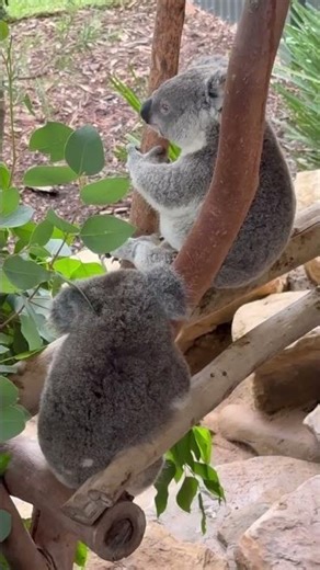 He’s Sleeping, I’m Guarding 🐨💤