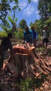 Tree Felling in the Maria Cave Construction Area on Bonyum Island #komsossantoyosep #bonyum