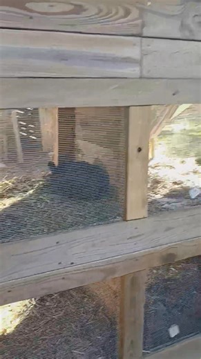 Hop on down to the shell gas station on Elkins and see us today 12-5:30. | Quack Shack | Facebook