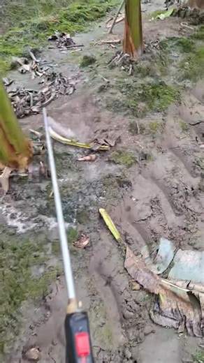 Mia Business Hub on Instagram: "Fertigation in action Supplying water and nutrients together helps plantain absorb faster and produce better bunches. This is smart farming. Mia Kia Farms Ltd – Hybrid plantain suckers – Hybrid (dwarf) coconut seedlings – Cocoa, cashew, mango & orange seedlings etc – Farm setup, consultancy, training & business plans 📞 07014854184 | Ogun state, Nigeria #MiaKiaFarms #Fertigation #PlantainFarming #SmartFarming #IrrigationNigeria #HybridPlantain #AgricultureNigeria