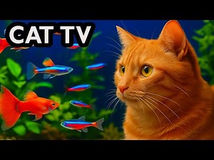 🔴 LIVE | Cat TV Aquarium 4K – Real Fish for Cats to Watch 🐟 Fish Tank for cats