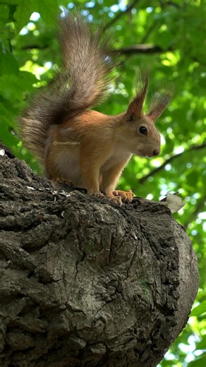 Squirrel chewing on tree #squirrel #tree #chewing #rodent #cute #jungle #nature #wildlife HA01730 | HAWI Studios