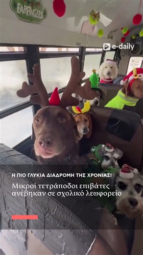 edailygr on Instagram: "🎄🐶 Η πιο γλυκιά διαδρομή της χρονιάς! Μικροί τετράποδοι επιβάτες ανέβηκαν σε σχολικό λεωφορείο με χριστουγεννιάτικα σκουφάκια και μετέτρεψαν τη διαδρομή σε γιορτή. Γέλια, χάδια και χαμόγελα παντού — γιατί τελικά, λίγη ουρά που κουνιέται αρκεί για να φτιάξει τη μέρα όλων. #edailygr #christmasvibes #goodnews #dogsoftheday #festivemood #feelgood"