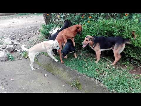 Perros peleando por una perra en Tenancingo México