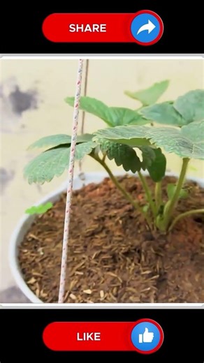 Strawberries Plant#gardening #easyfarming #farming #viralvideo