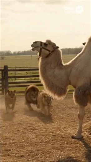 Fearless Farm Woman Saves Camel from Two Lions