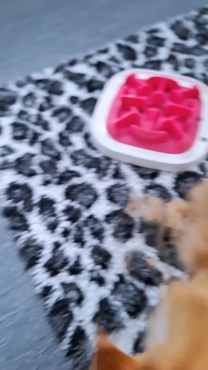 Fenix gillar inte att bli kammad. Tycker vi klarar det hyfsat, spinnande katt och inget blodvite och bara "hotad" en gång.😃😺🩷 #maincoon #ärmanatormåstemanvarasnäll #katthotell | Lilla Katthotellet