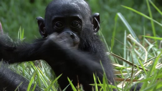 La conexión emocional de los bonobos