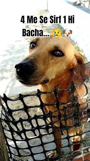 😟aajkal dog Ko Kya Ho Raha Hai 🐶 #Shorts