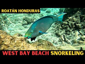 Let's go Snorkeling at West Bay Beach Roatán Honduras