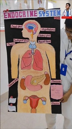 endocrine model project endocrine system model making endocrine system clay model #endocrinemodel