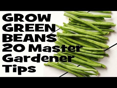 How to Grow Green Beans: 20 Master Gardener Tips