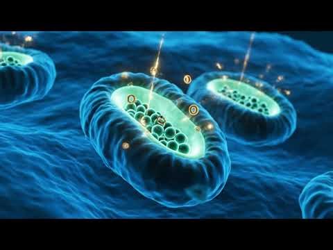 How ATP Produces Energy in Cells | Bioenergetics 3D Animation