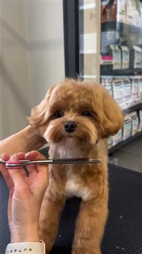 Wonderful Biscuit🍪. How to groom a Maltipoo #grooming #dogshorts #dog #pets