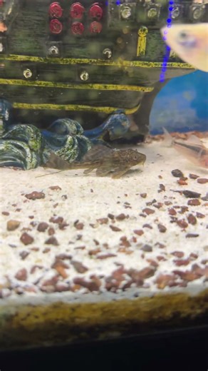 Day two of my Platco got drip