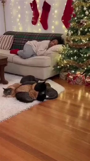 Christmas Chaos: Funny Cats and Santa Dog Antics