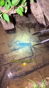 2.5M views · 6.7K reactions | Essa nem eu esperava | Cleyton Spider Slack | Facebook