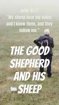 The Good Shepherd And His Sheep. #sheep #shepherd