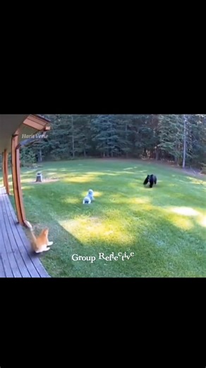 A fearless cat protects the baby from a bear, but where are the parents? Living on the edge of a forest, a simple fence could save a life. This is bravery met with shocking carelessness. | Group Reflective