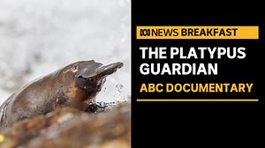 54K views · 1.5K reactions | Pete Walsh's life was changed forever when he met a platypus named Zoom near his Hobart home. Realising she was in danger, he set out to protect her river habitat - with the help of some experts. It's culminated in the new ABC documentary 'The Platypus Guardian' - and its executive producer Dr Chadden Hunter says it offers a rare glimpse into the life of an elusive mammal.  Tonight 8:30pm AEST ABC TV + iview | News Breakfast | Facebook