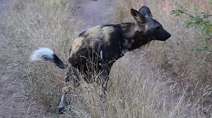 African Wild Dog Defecating Open Wilderness Stock Footage Video (100% Royalty-free) 1024507310 | Shutterstock