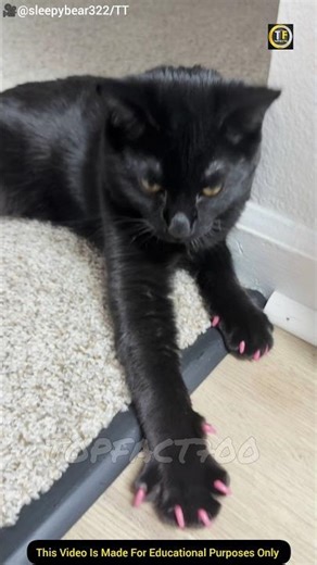 Cat nails Caps Explained! #shorts