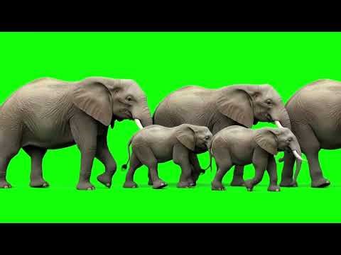 Green Screen – A Herd of Elephants Running Gently Through the Forest.