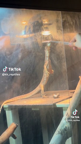 Nothing better than a Argus Monitor tripoding!🤣🦎🫶 • • • • #argusmonitor #argus #argustiktok #reptiles #reptileowner #lizard #lizards #lizardeating #argusmonitor #argus #lizardlove #fyp #viral #viralvideo #lizardpeople #lizard #lizardtaming #petlizard #ackie #ackiemonitor #ackiemonitor