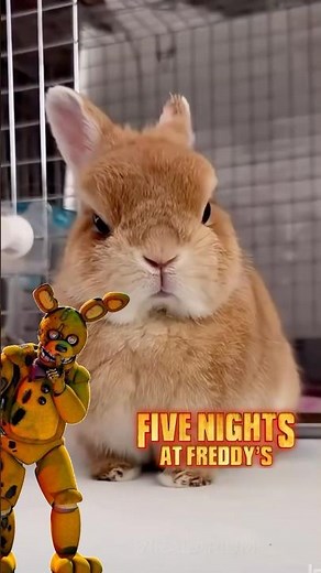 Animals in FNAF #fivenightsatfreddys #freddy #foxi #bonnie #chica