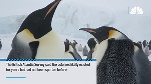 New colonies of emperor penguins discovered thanks to poop stains visible from space