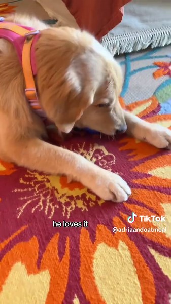 Protecting Oatmeal's Teef with Tennis Ball Dog Toys