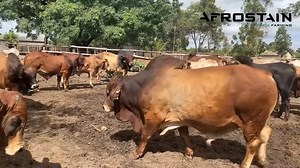 If you were to star farming today, what would you do differently? Look at this land use planning project implementation #landuseplanning.#precisionfarming | Afrostain Farmtech