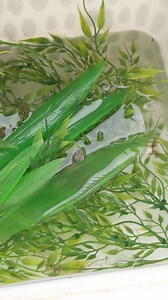 TURTLE DISTRIBUTION SYSTEM⁉️😱🐢 | DanTheTurtleMan